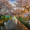 雨降り前の桜