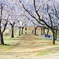 桜山