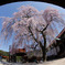極楽寺のしだれ桜