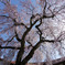 極楽寺のしだれ桜