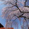 極楽寺のしだれ桜