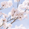 *sakura*