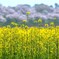 ソメイヨシノは満開　1