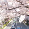 2015/04/02-桜-