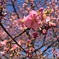 河津桜