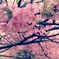 河津桜
