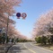 桜並木
