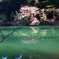さくら