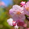 車折神社の桜