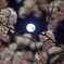 Moon In Cherry Blossom
