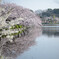 鏡面桜