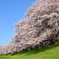 京都府八幡市背割堤の桜