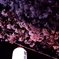 夜桜