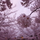 桜と姫路城③