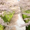 花かがみ