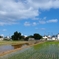 沖縄の田んぼ
