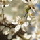 桜だと思ったら全然違った