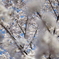 桜満開