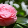 清華