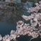 水面桜