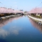 新川千本桜