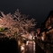 京都  祇園白川