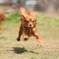 flying dog