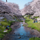 根川緑道の桜