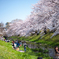 根川緑道の桜