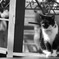 black & white cat