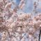 桜１