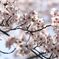 桜２