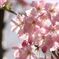 桜３