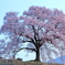 わに塚一本桜