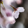 cherry blossoms_1