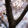 cherry blossoms_2