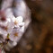 cherry blossoms_4