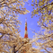 桜タワー