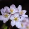 雨上がりの夜桜