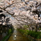 木屋町・高辻橋の桜