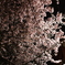 夜桜
