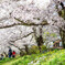 Sakura2015 Ⅰ