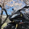 さくらとWATASHI