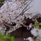 春詣で