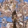 鳥と桜