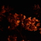 夜の桜