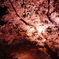 夜桜2。