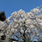 奈良の桜① 氷室神社