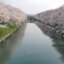 奈良の桜 ②　曽我川