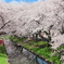 新河岸川の桜